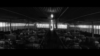 pig film still