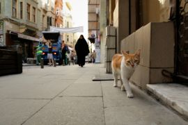 Screen/Society--Documenting the Middle East [Turkey]--"Kedi"