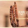 Screen/Society--Cine-East: East Asian Cinema (Tibet) --"Yartsa Rinpoche: Precious Caterpillar"